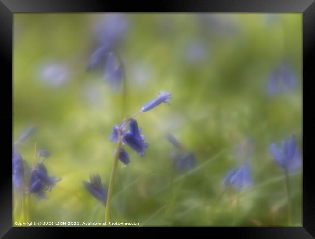 Impression of Bluebells Framed Print by JUDI LION