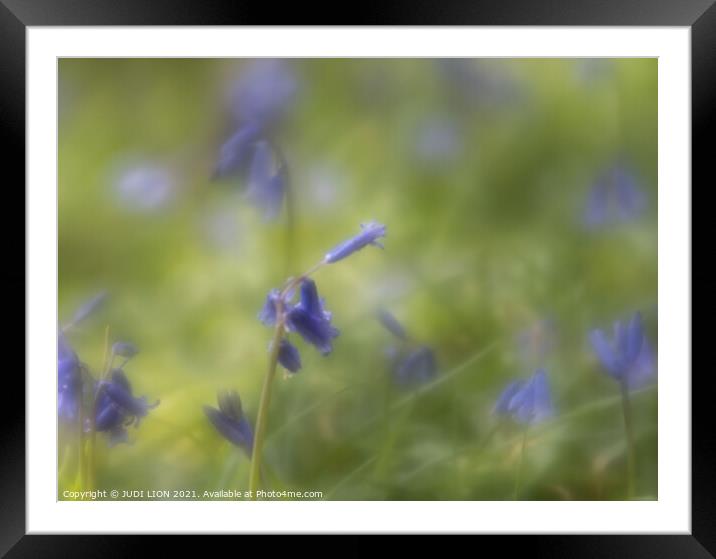 Impression of Bluebells Framed Mounted Print by JUDI LION