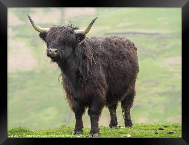 Black Highland Cow Framed Print by JUDI LION