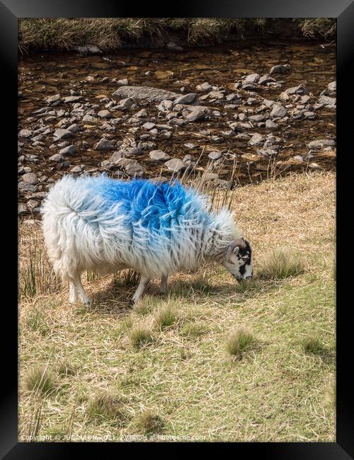 A blue sheep Framed Print by JUDI LION