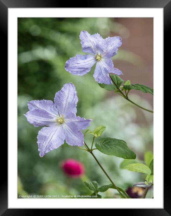Lilac Clematis Framed Mounted Print by JUDI LION