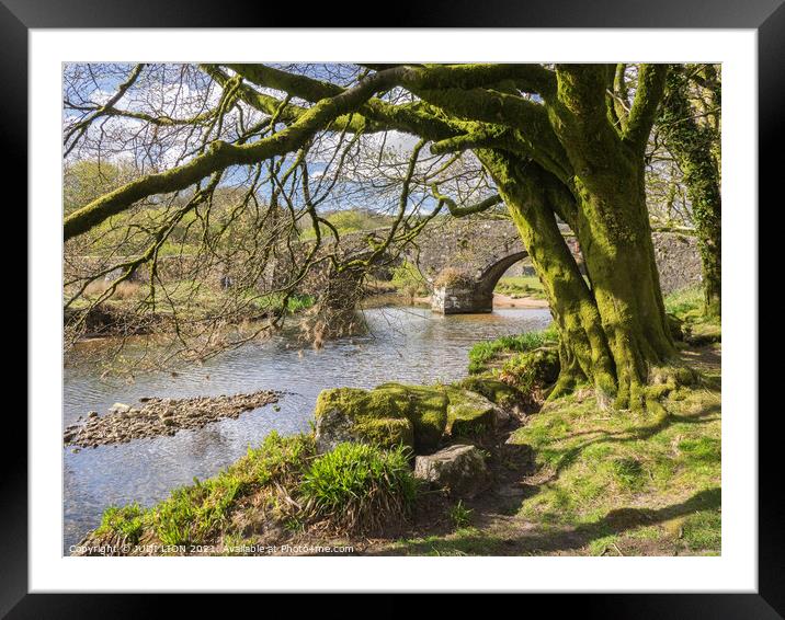 Plant tree Framed Mounted Print by JUDI LION