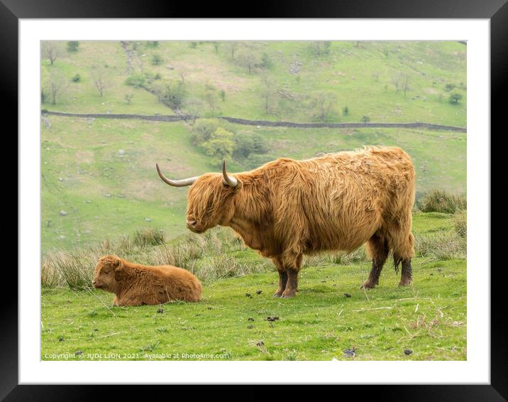 Brown Highland Cow and Calf Framed Mounted Print by JUDI LION