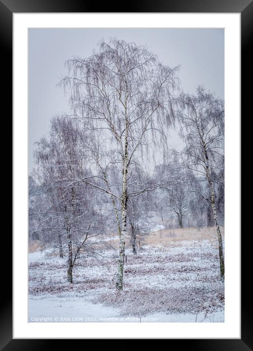 Silver birches in the snow Framed Mounted Print by JUDI LION