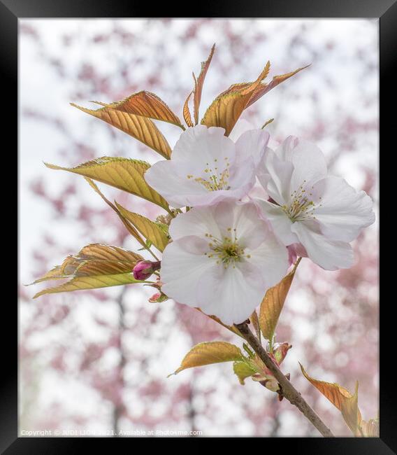 Cherry Blossom Framed Print by JUDI LION