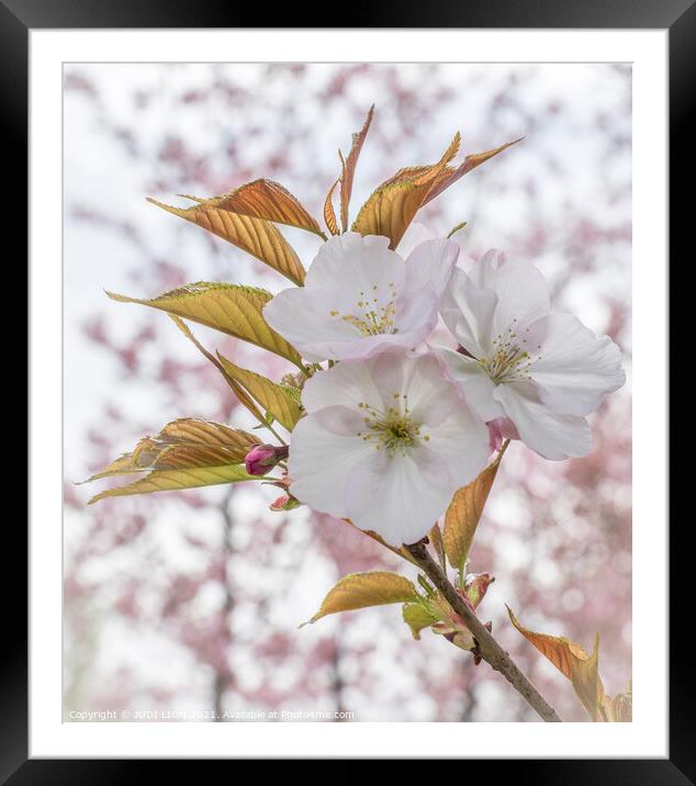 Cherry Blossom Framed Mounted Print by JUDI LION