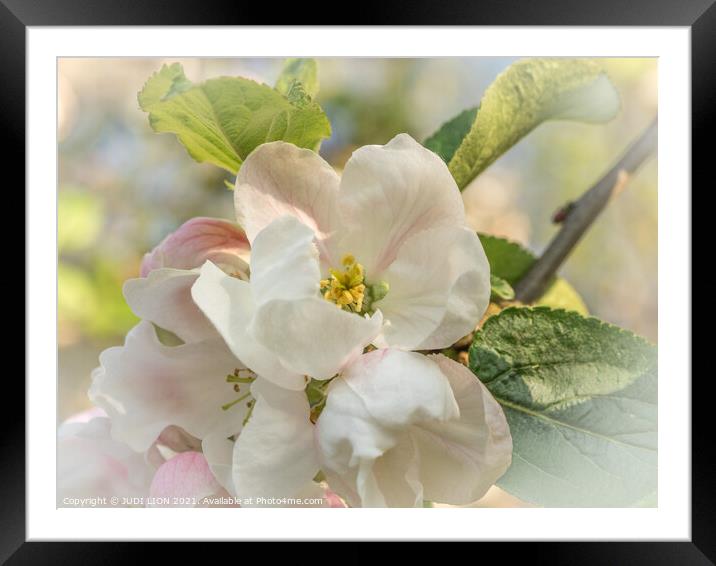 Apple Blossom Framed Mounted Print by JUDI LION