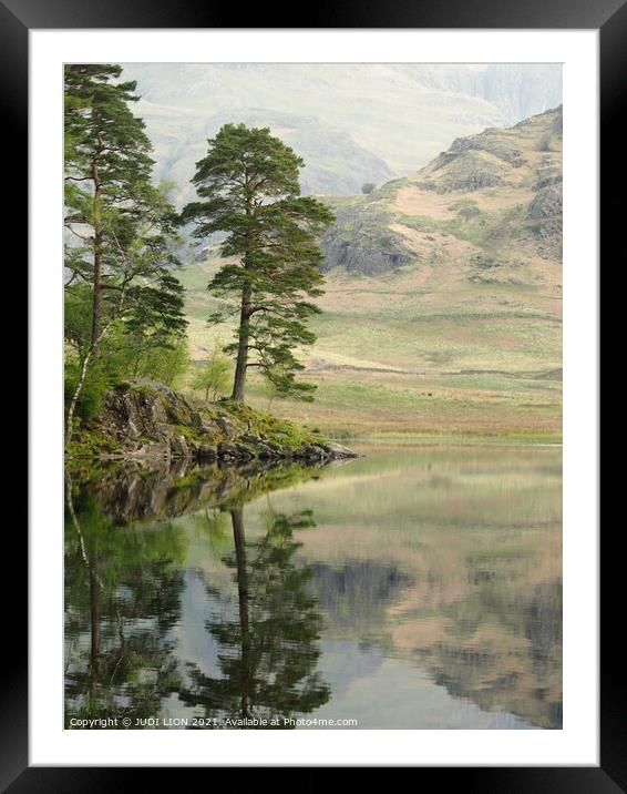 Trees at Blea Tarn Framed Mounted Print by JUDI LION
