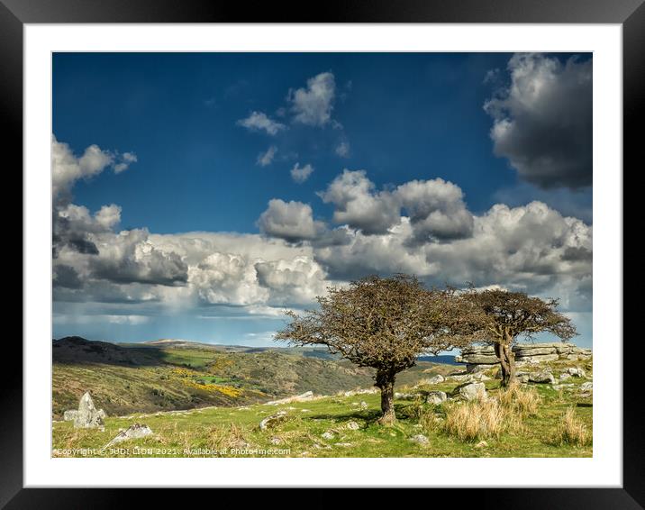 Twisted hawthorn on Dartmoor  Framed Mounted Print by JUDI LION