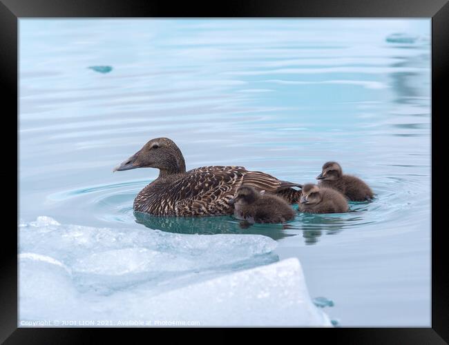 An Eider Duck with her ducklings Framed Print by JUDI LION