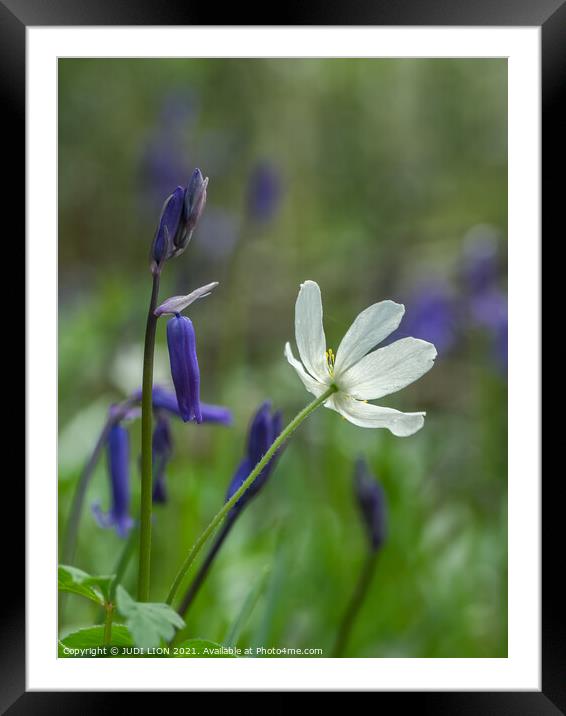 Bluebells and Wood Anemone Framed Mounted Print by JUDI LION
