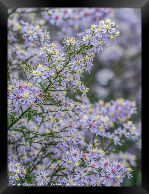 A soft cloud of Michaelmas daisies Framed Print by JUDI LION