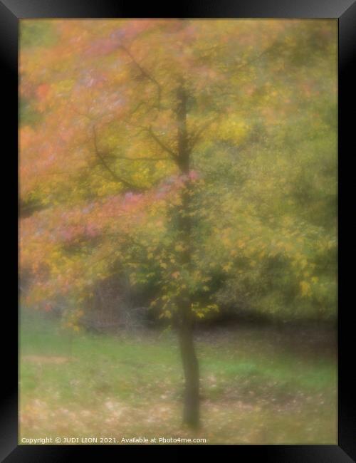 A single tree in autumn with red and yellow leaves Framed Print by JUDI LION