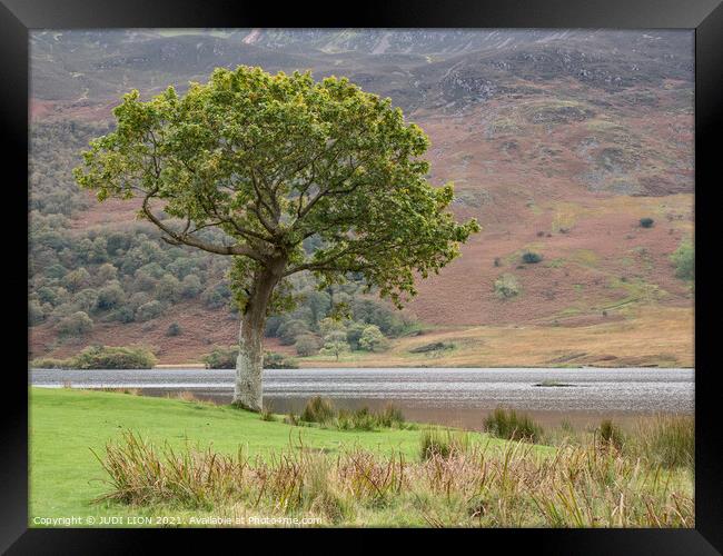 Lone tree at Crummock Water Framed Print by JUDI LION