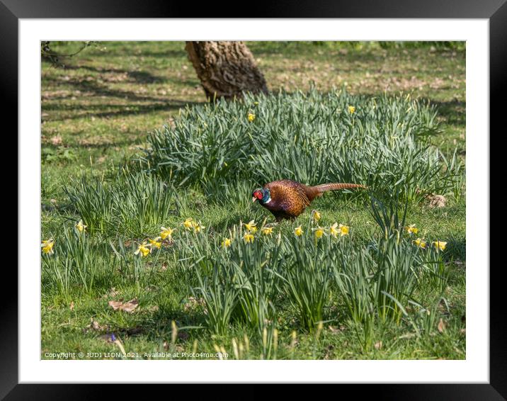 Pheasant in the daffodils Framed Mounted Print by JUDI LION