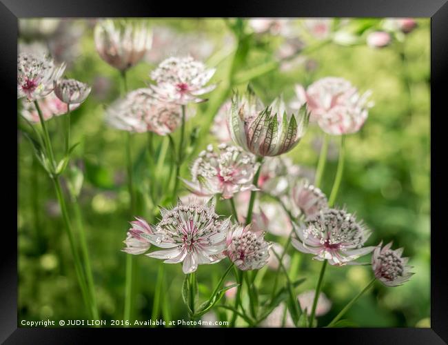 Pink and White Astrantia Framed Print by JUDI LION