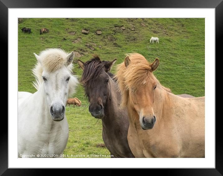 Hear no, see no, speak no - Icelandic Horses Framed Mounted Print by JUDI LION