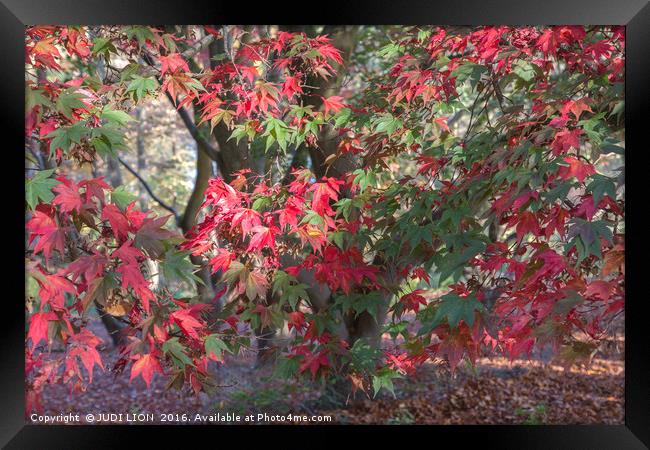 Red Maple in Autumn Sunshine Framed Print by JUDI LION