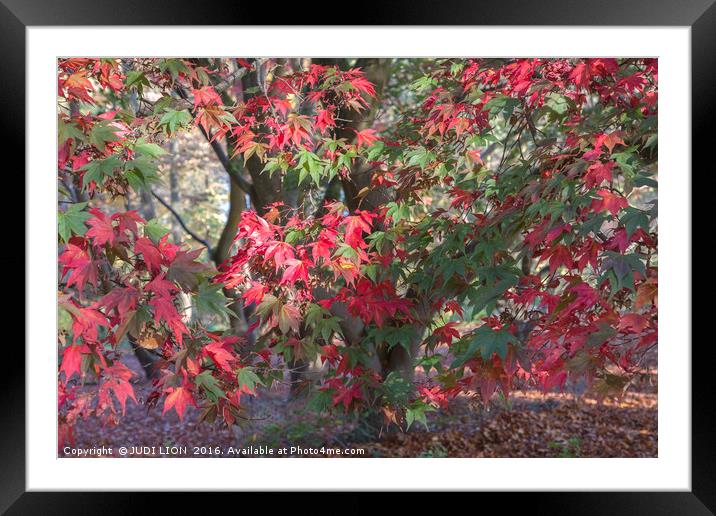 Red Maple in Autumn Sunshine Framed Mounted Print by JUDI LION