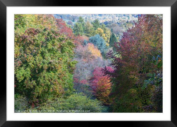 Glorious autumn colours Framed Mounted Print by JUDI LION