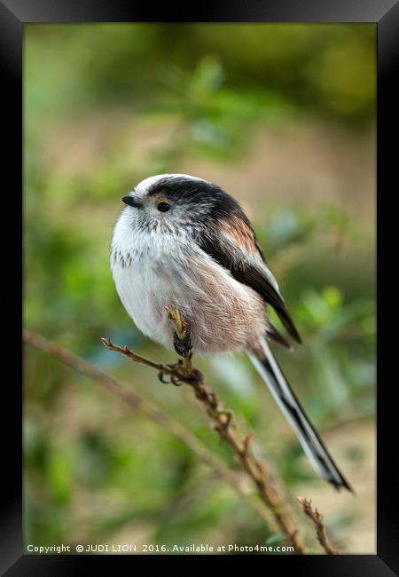 Long-Tailed Tit Framed Print by JUDI LION