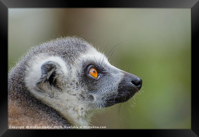 Ring Tailed Lemur Framed Print by Andrew Heaps