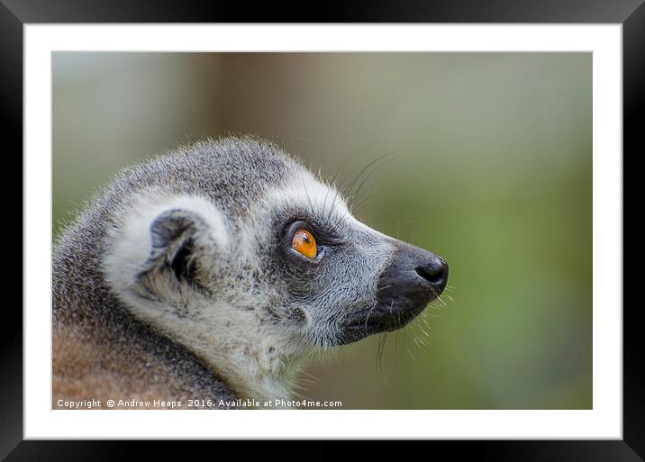Ring Tailed Lemur Framed Mounted Print by Andrew Heaps