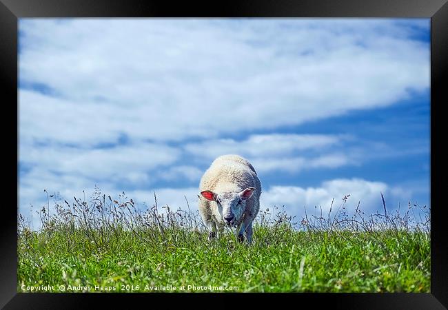 Sheep May Graze Framed Print by Andrew Heaps
