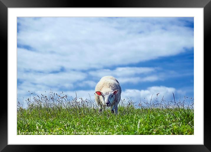Sheep May Graze Framed Mounted Print by Andrew Heaps