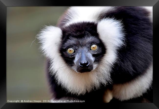 Looking at You Framed Print by Andrew Heaps