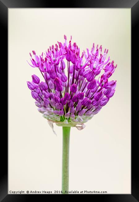 Pink Flower Framed Print by Andrew Heaps