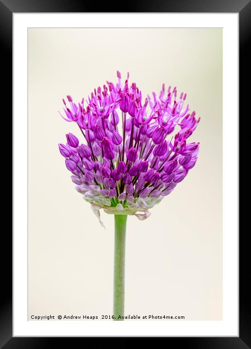Pink Flower Framed Mounted Print by Andrew Heaps