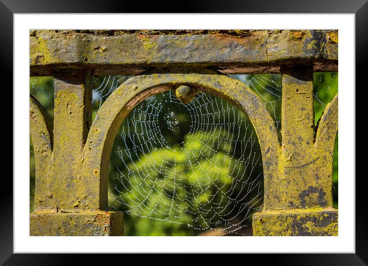 Dew glistening cobweb on gate Framed Mounted Print by Steve Heap