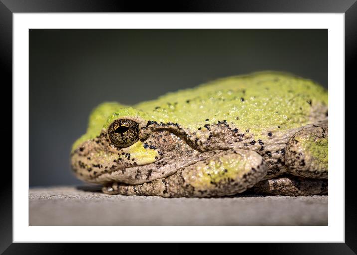 Narrow focus on eye of bullfrog or frog Framed Mounted Print by Steve Heap