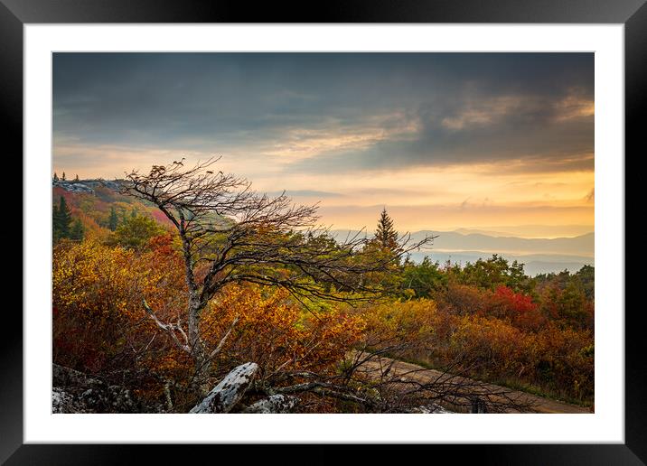 Windswept tree in front of red leaves Dolly Sods Framed Mounted Print by Steve Heap