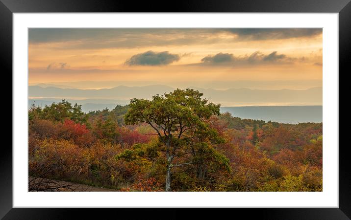 Windswept tree in front of red leaves Dolly Sods Framed Mounted Print by Steve Heap