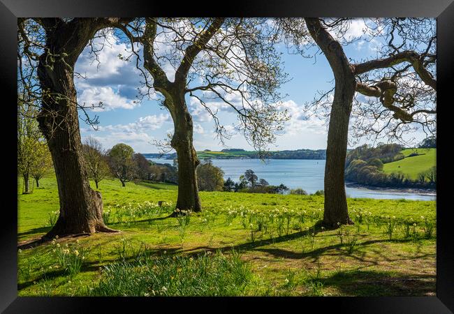 View across daffodils to River Fal near Truro Framed Print by Steve Heap