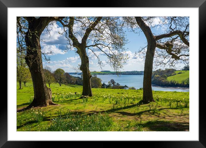 View across daffodils to River Fal near Truro Framed Mounted Print by Steve Heap