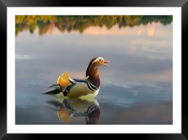 Mandarin duck floats on Ellesmere Mere to a clear reflection of  Framed Mounted Print by Steve Heap