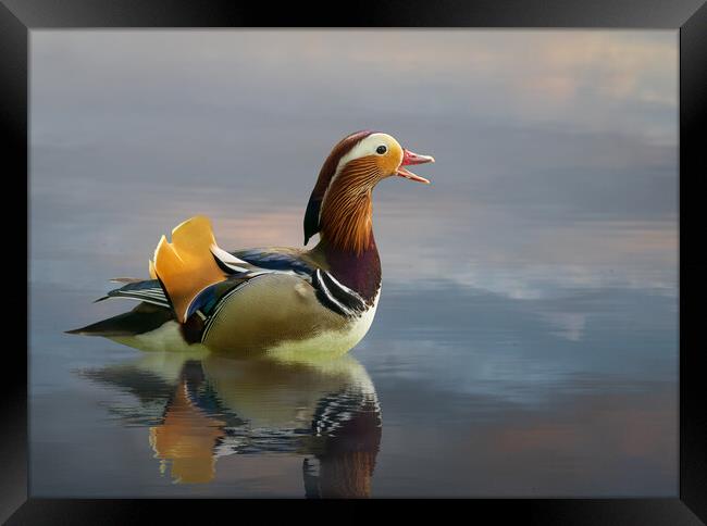 Mandarin duck floats on Ellesmere Mere to a clear reflection of  Framed Print by Steve Heap