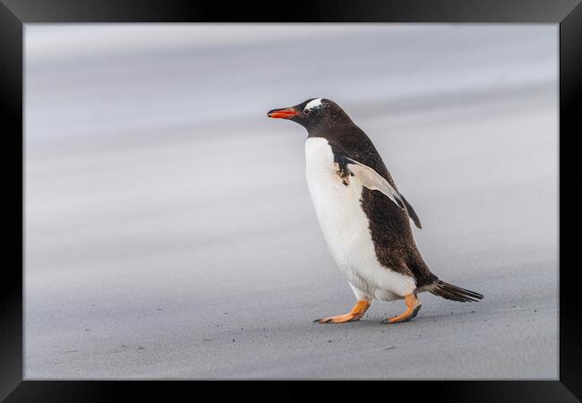 Single Gentoo penguin on Falklands walking to ocean Framed Print by Steve Heap