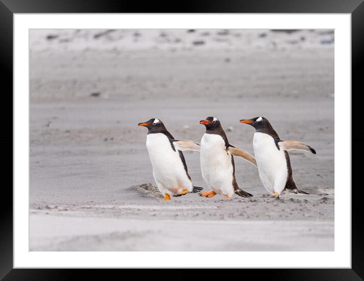 Three Gentoo penguins at Bluff Cove  running on sandy beach Framed Mounted Print by Steve Heap