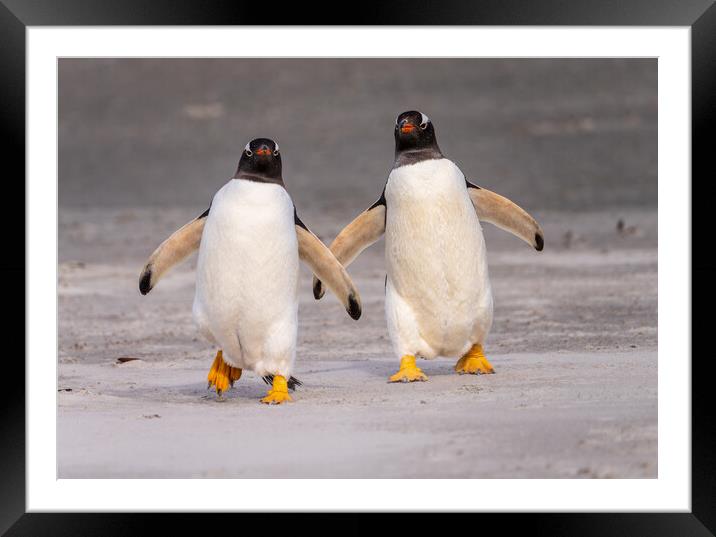 Two Gentoo penguins at Bluff Cove on Falklands walking to ocean Framed Mounted Print by Steve Heap