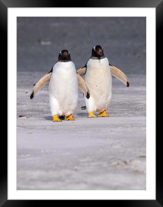 Two Gentoo penguins at Bluff Cove on Falklands walking to ocean Framed Mounted Print by Steve Heap