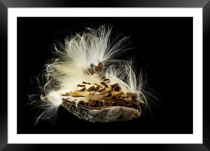 Macro photo of swamp milkweed seed pod Framed Mounted Print by Steve Heap