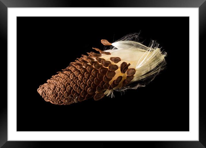 Macro photo of swamp milkweed seed pod Framed Mounted Print by Steve Heap