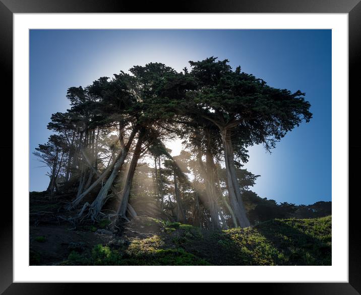 Dramatic sunbeams through large stand of fir trees Framed Mounted Print by Steve Heap