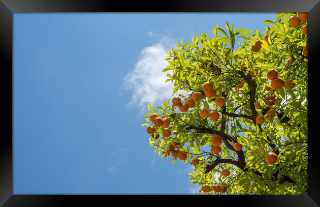 Oranges growing in courtyard of monastery Framed Print by Steve Heap