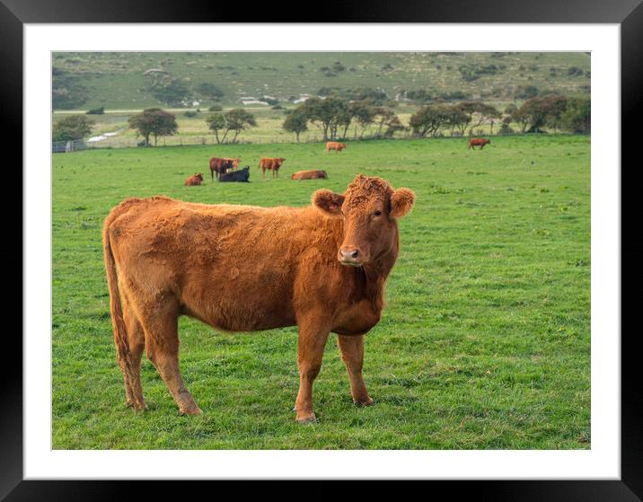Brown cow looking at camera in English field Framed Mounted Print by Steve Heap