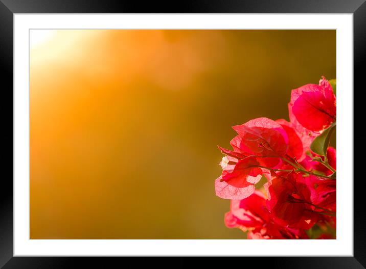 Bougainvillea flowers backlit against setting sun Framed Mounted Print by Steve Heap